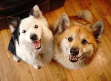 National Academies Affirms Scientific Necessity of VA Canine Research