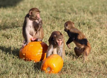 Primate Info Net Has Returned!