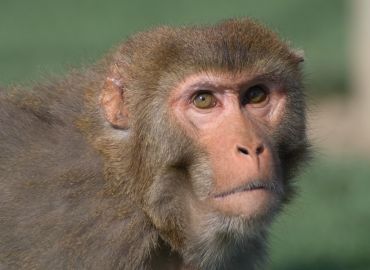 NABR Board Member Calls for Additional COVID-19 Studies with Nonhuman Primates