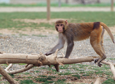 The Atlantic: NHP Shortages are Very Real