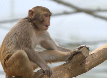 NABR Secures NHP Exemption from Trade Tariffs