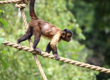 Federal Government Acknowledges NHP Shortage