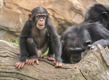 Parkinson’s Disease Symptoms Reversed in NHPs