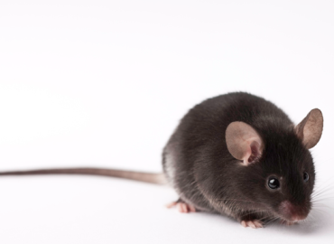 Learn about the Importance of Using Mice in Research to Solve Addiction with The Jackson Laboratory